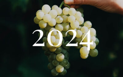 Vindima de 2024