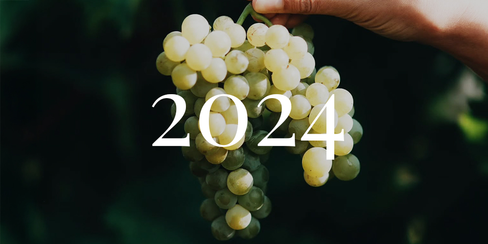 Vindima de 2024